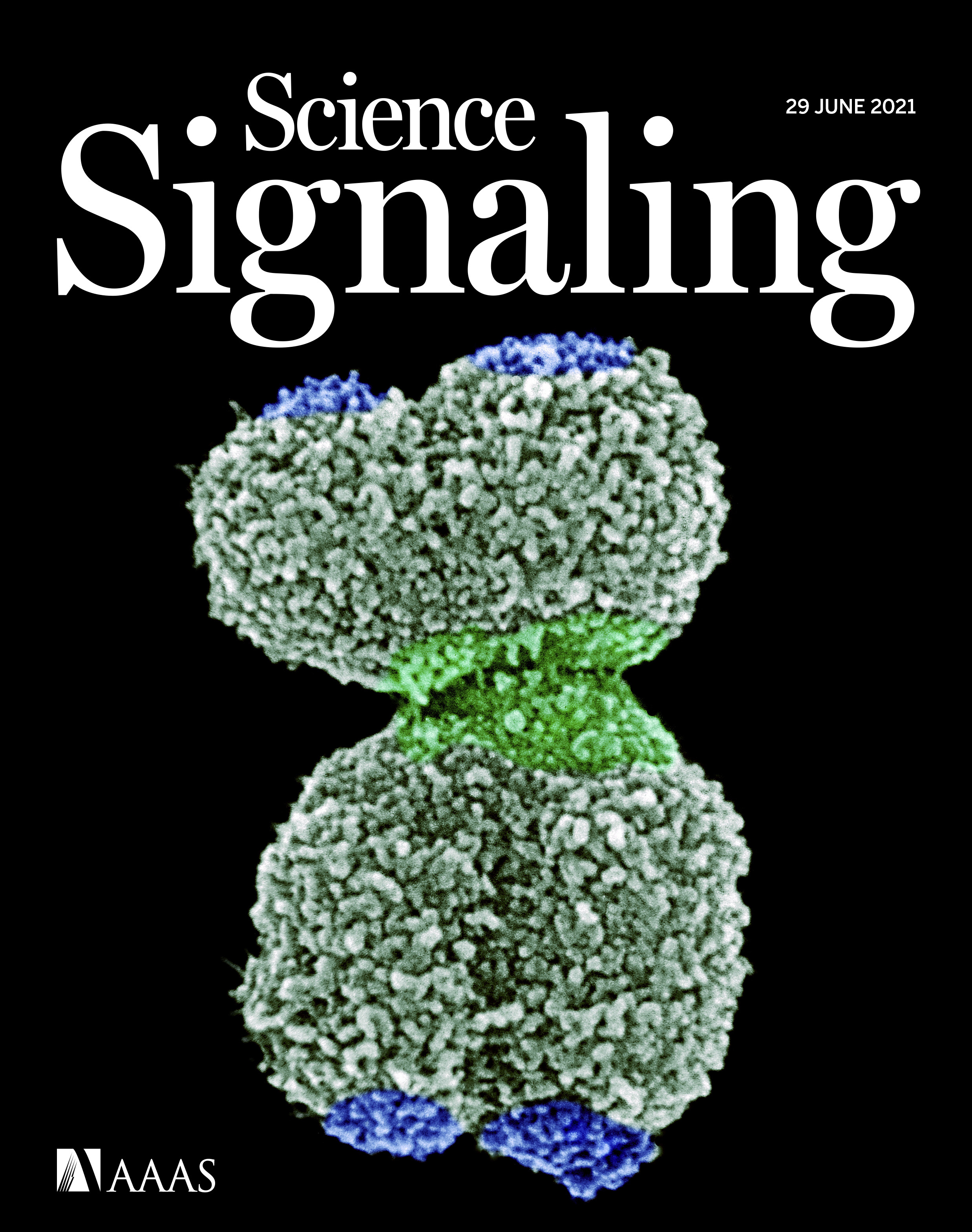 Cover of Science Signaling, featuring study using the protocol.