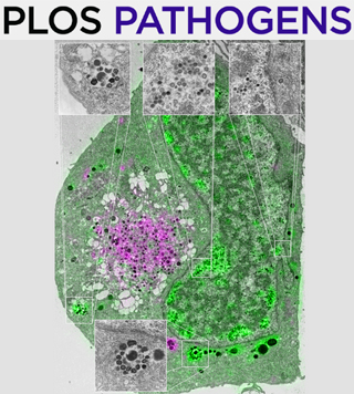 Cover of PLOS Pathogens, featuring study using the protocol.