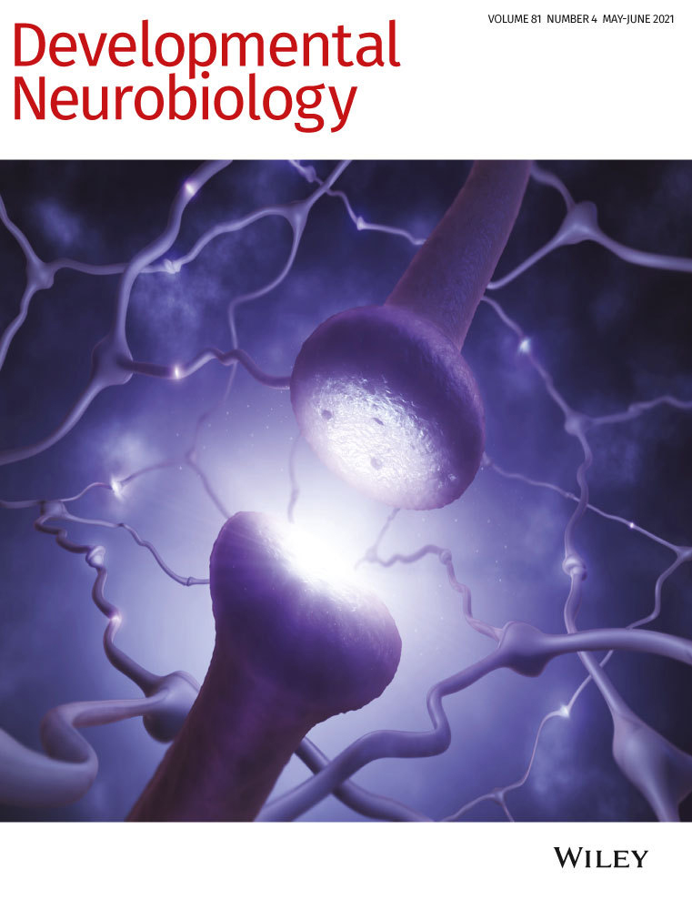 Cover of Developmental Neuroscience, featuring study using the protocol.