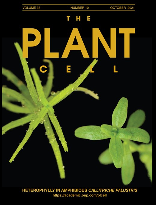 Cover of The Plant Cell, featuring study using the protocol.