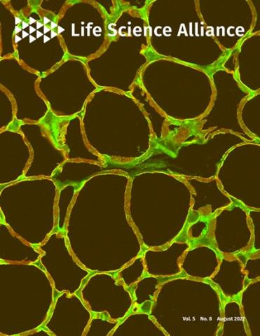 Cover of Life Science Alliance, featuring study using the protocol.