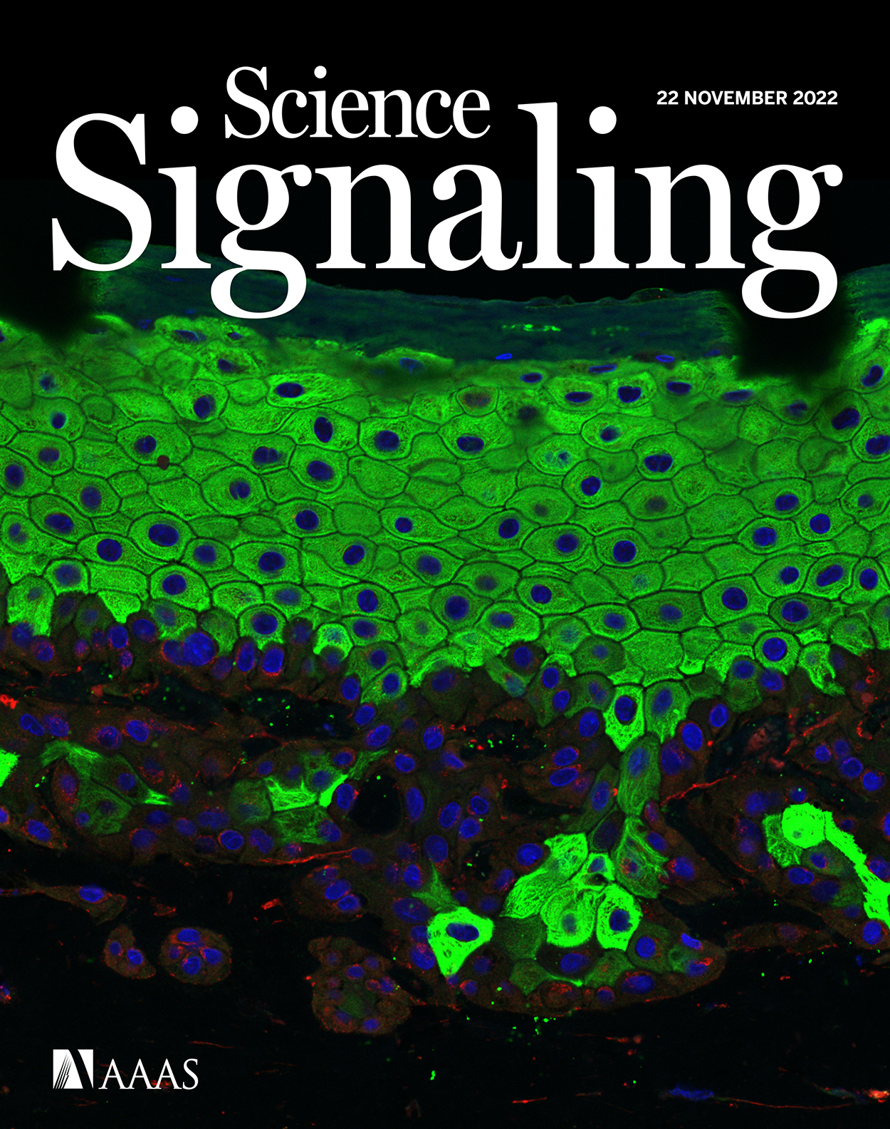 Cover of Science Signaling, featuring study using the protocol.