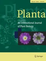 Cover of Planta, featuring study using the protocol.