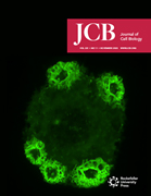 Cover of The Journal of Cell Biology, featuring study using the protocol.