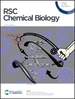 Cover of RSC Chemical Biology, featuring study using the protocol.