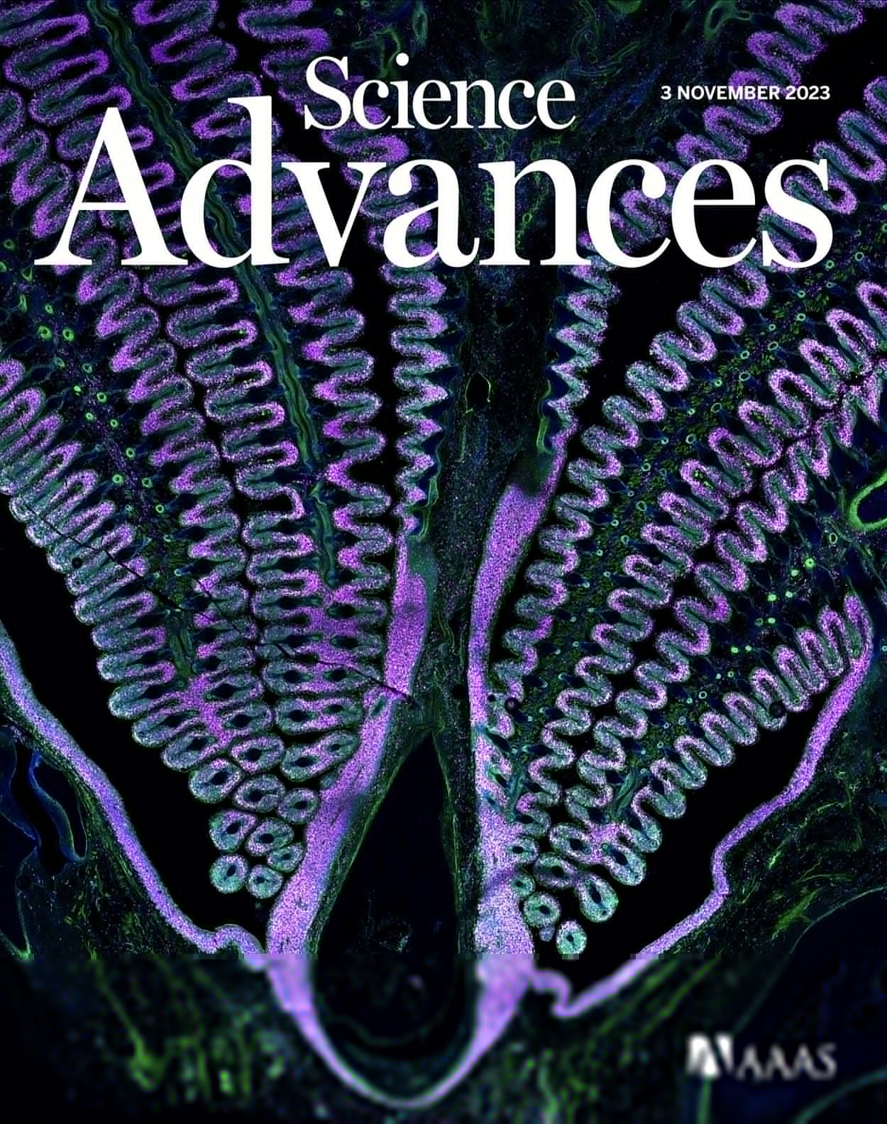 X-Ray Photon Correlation Spectroscopy, Microscopy, and Fluorescence Recovery After Photobleaching to Study Phase Separation and Liquid-to-Solid Transition of Prion Protein Condensates
