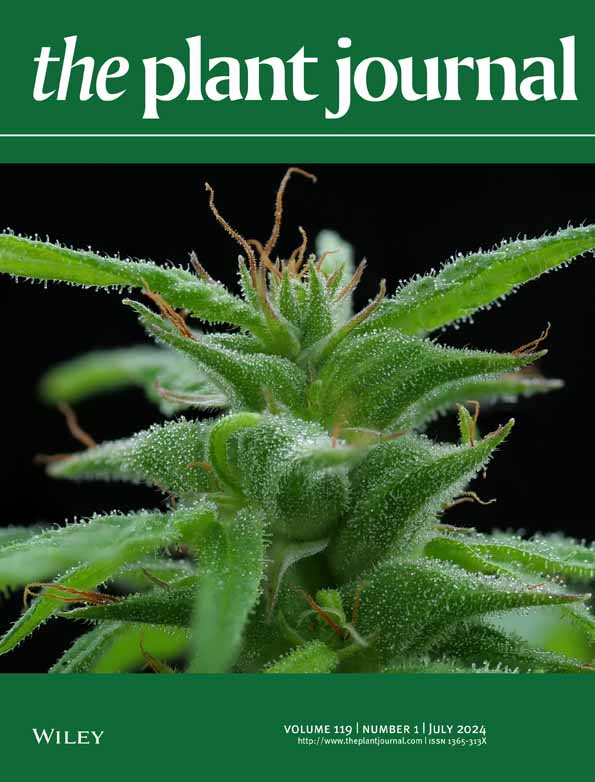 Workflow for a Functional Assay of Candidate Effectors From Phytopathogens Using a TMV-GFP-based System