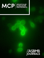 Proteome Birthdating: A Single-Sample Approach for Measuring Global Turnover Dynamics and &ldquo;Protein Age&rdquo;