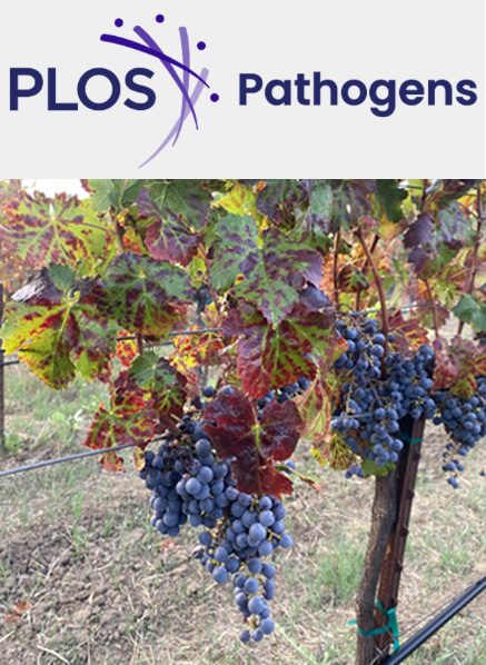 Cover of PLOS Pathogens, featuring study using the protocol.