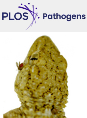 Cover of PLOS Pathogens, featuring study using the protocol.