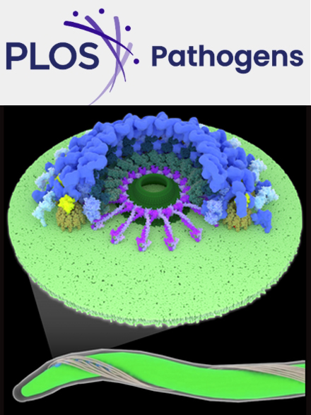Cover of PLOS Pathogens, featuring study using the protocol.