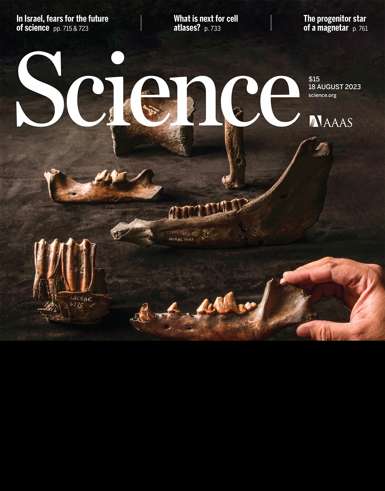 Western Blotting and Immunoprecipitation of Native Human PIEZO1 Channels