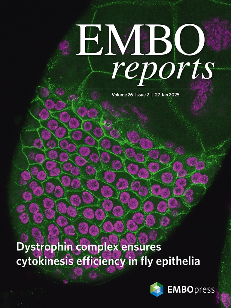 Isolation and Ex Vivo Testing of CD8+ T-Cell Division and Activation Using Mouse Splenocytes