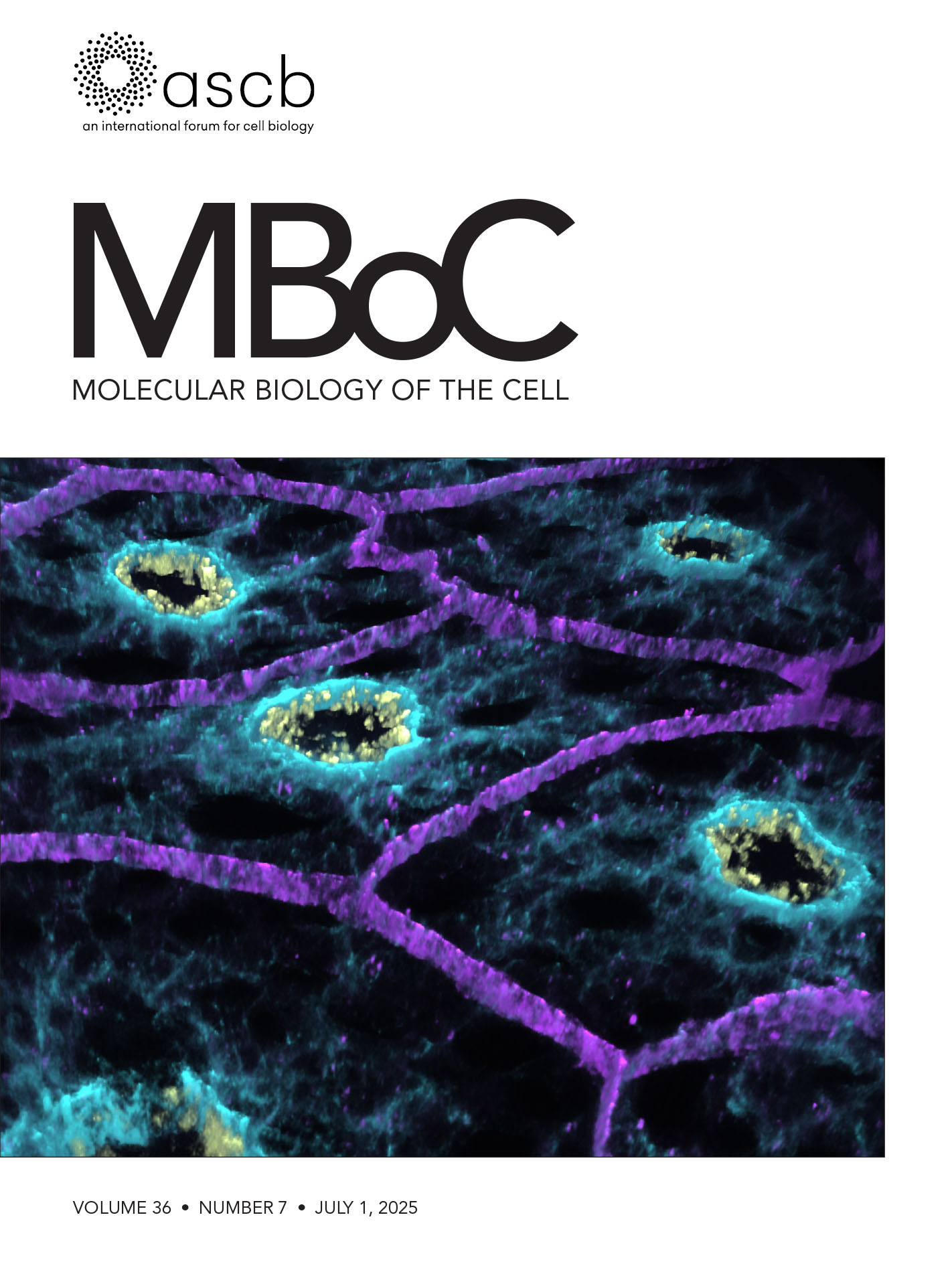 Cover of Molecular Biology of the Cell, featuring study using the protocol.