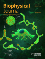 Cover of Biophysical Journal, featuring study using the protocol.