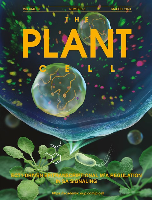 Cover of The Plant Cell, featuring study using the protocol.