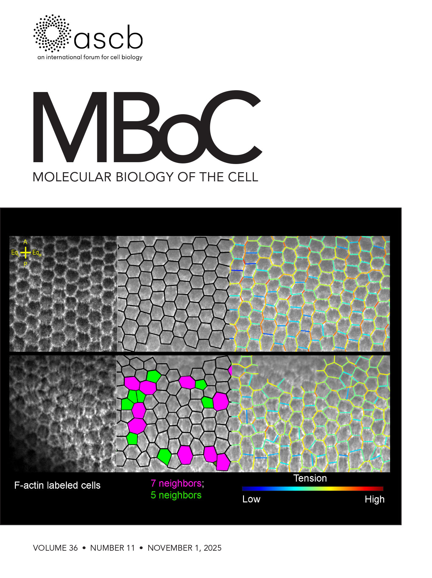 How to Train Custom Cell Segmentation Models Using Cell-APP