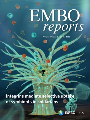 A Quantitative DNA Fiber Assay to Monitor Replication Fork Progression, Protection, and Restart
