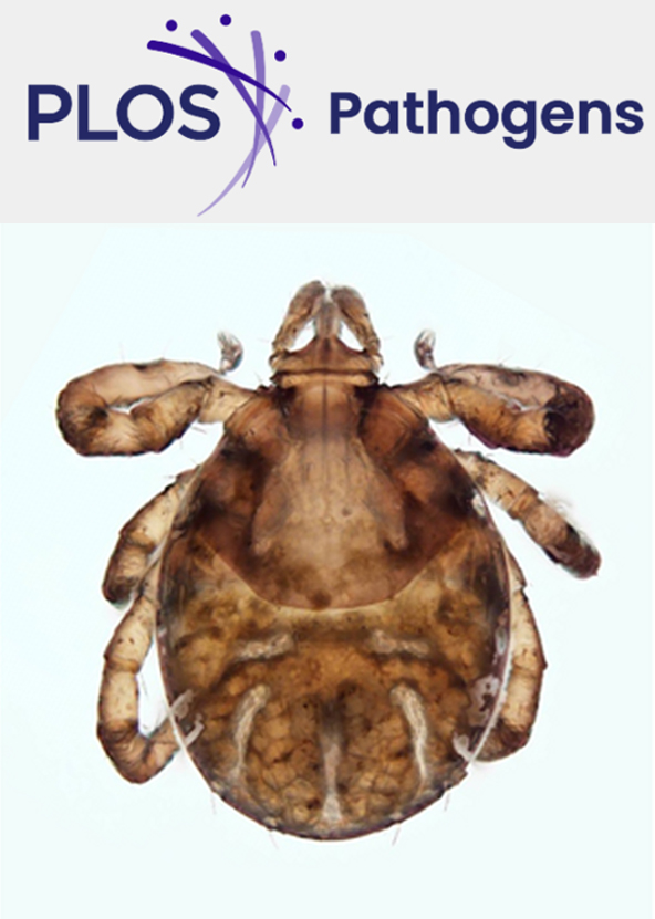 Cover of PLOS Pathogens, featuring study using the protocol.