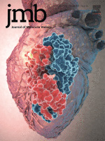 在大肠杆菌中高效、定点掺入 3-硝基酪氨酸至重组蛋白中的方案
