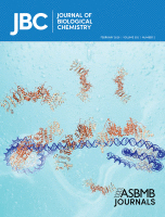 Computational Quantification of Mouse Retinal Vasculature Using ImageJ