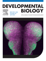 Quantitative Analysis of Cell and Tissue Shape During Mouse Cranial Neural Tube Closure
