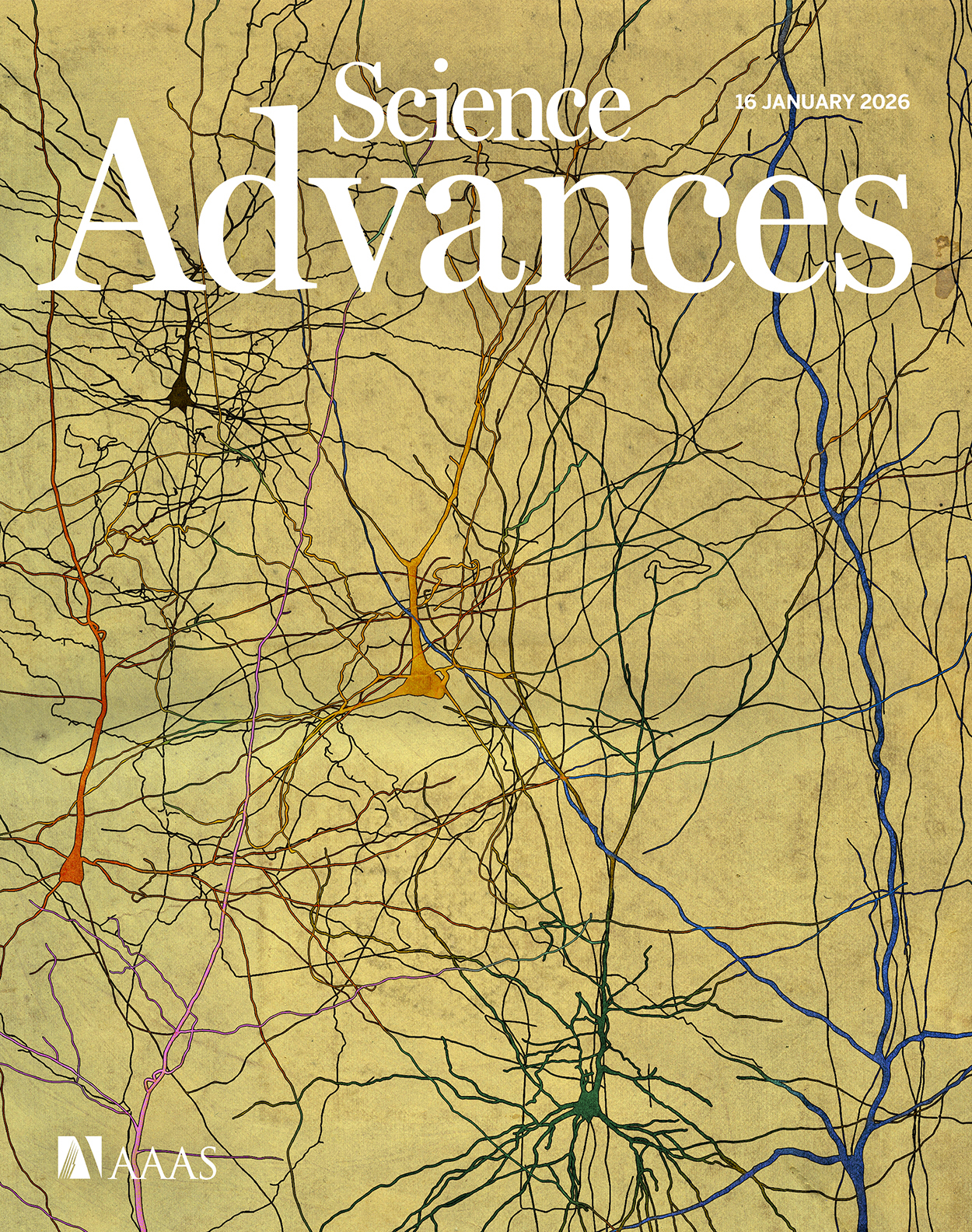 Cover of Science Advances, featuring study using the protocol.