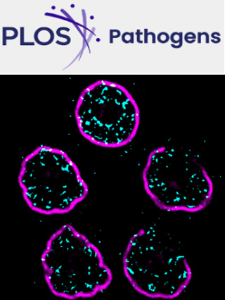 Cover of PLOS Pathogens, featuring study using the protocol.