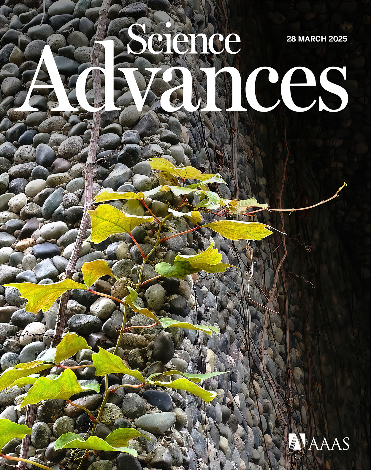 Cover of Science Advances, featuring study using the protocol.